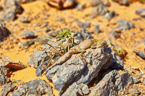 Lizard on the stone in Sahara desert  Merzouga  Morocco