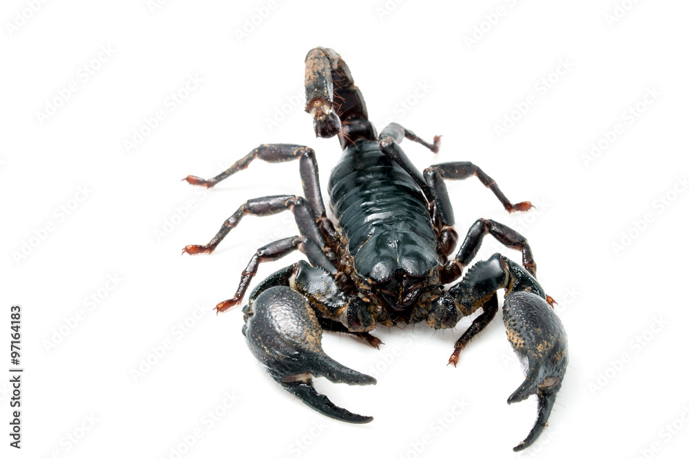Giant forest scorpion species found in tropical and subtropical Giant forest scorpion species found in tropical and subtropical