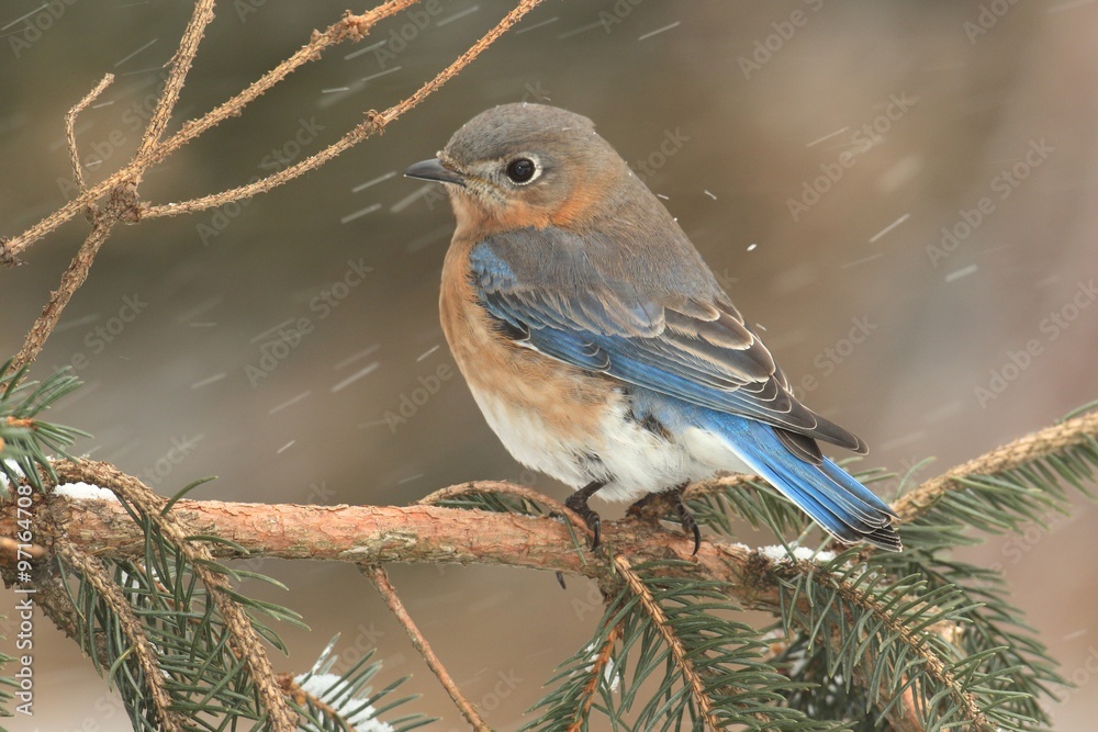 Obraz premium Female Eastern Bluebird in Snow