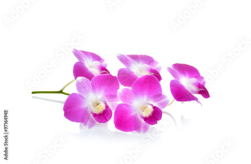 Fototapeta Naklejka Na Ścianę i Meble -  Thai Orchid flower on white background