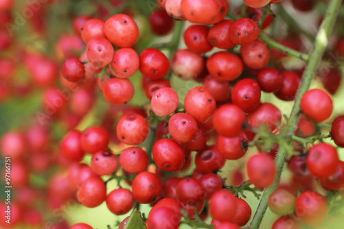 Wild red berries 