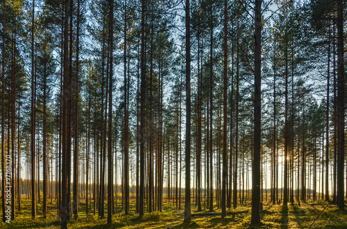 Pine Forest