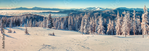 Panorama on the sunny winter morning in the Carpathian mountains #97171598