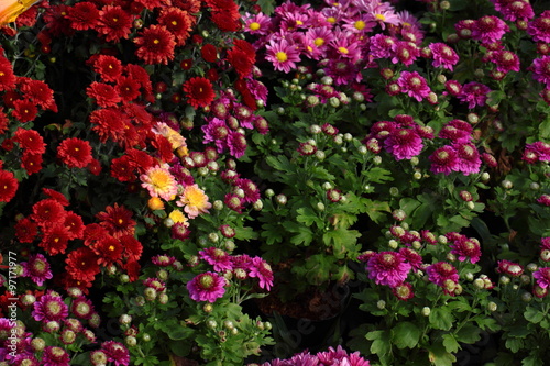 Wallpaper Mural Chrysanthemum flowers,/Full blooming Chrysanthemum flowers in the garden Torontodigital.ca