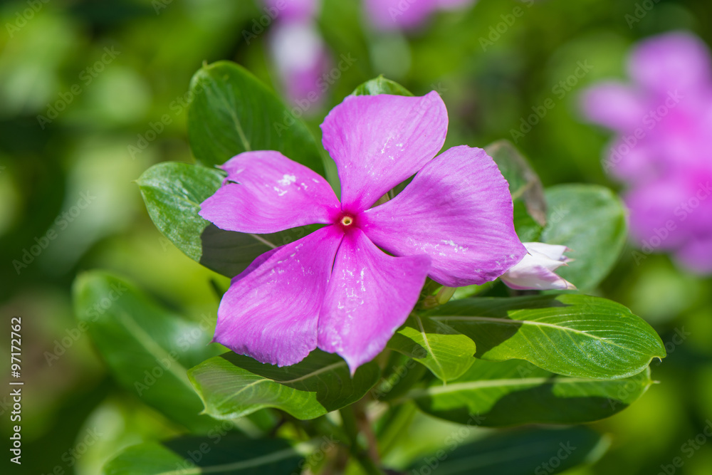 beautiful pink vinca flowers(madagascar periwinkle) beautiful pink vinca flowers(madagascar periwinkle)