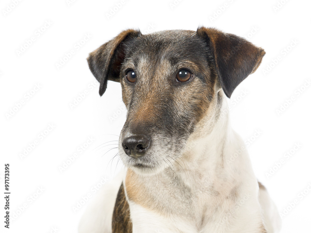 Smooth Fox Terrier portrait. Image taken in a studio. Smooth Fox Terrier portrait. Image taken in a studio.