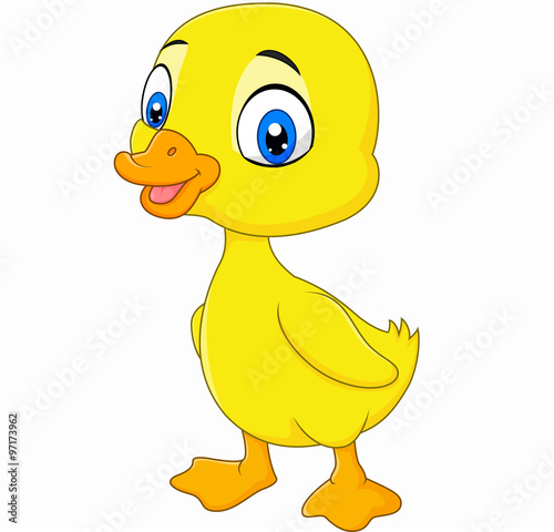 Cute  baby duck posing isolated on white background
