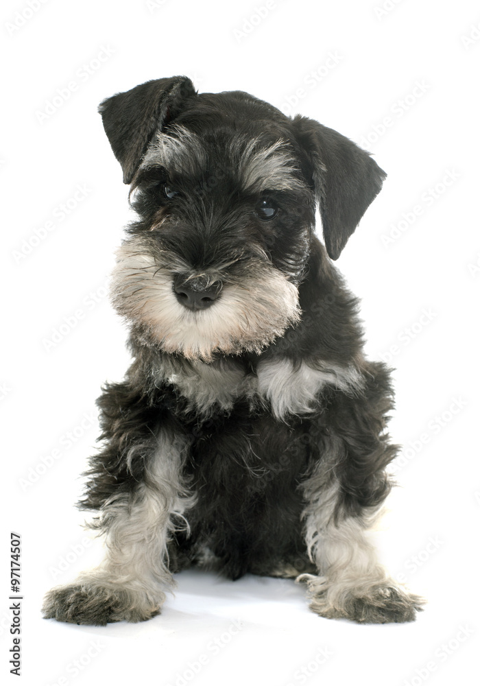 puppy miniature schnauzer