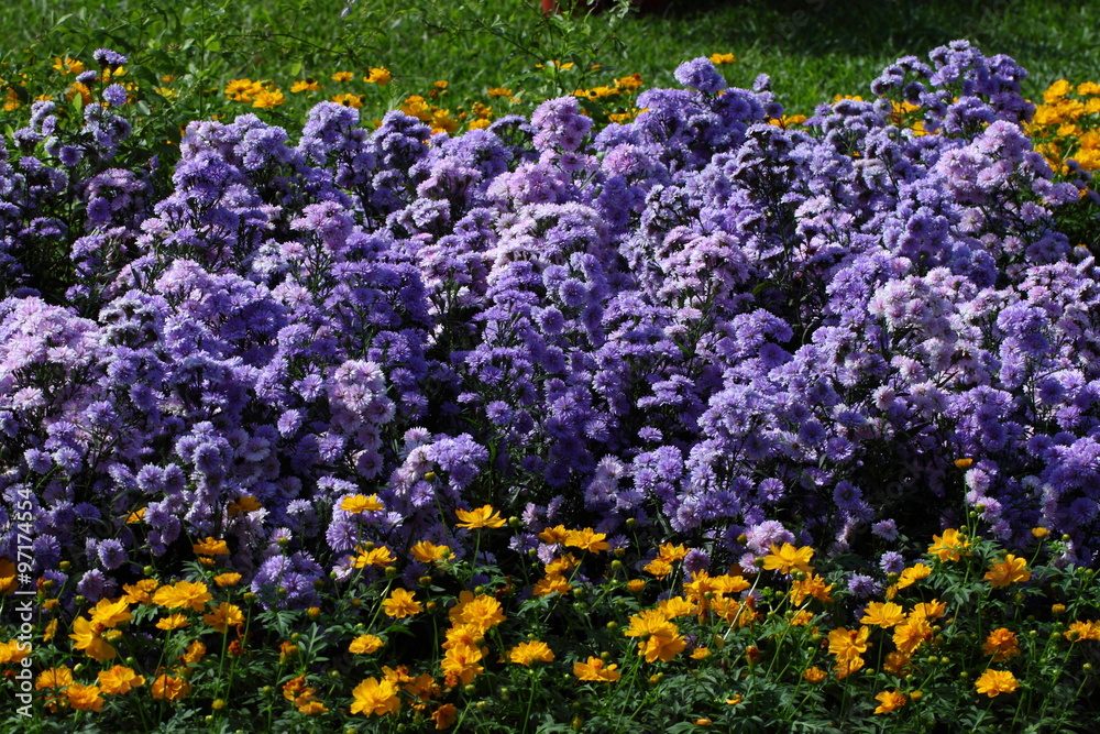 Chrysanthemum flowers,/Full blooming Chrysanthemum flowers in the garden Chrysanthemum flowers,/Full blooming Chrysanthemum flowers in the garden