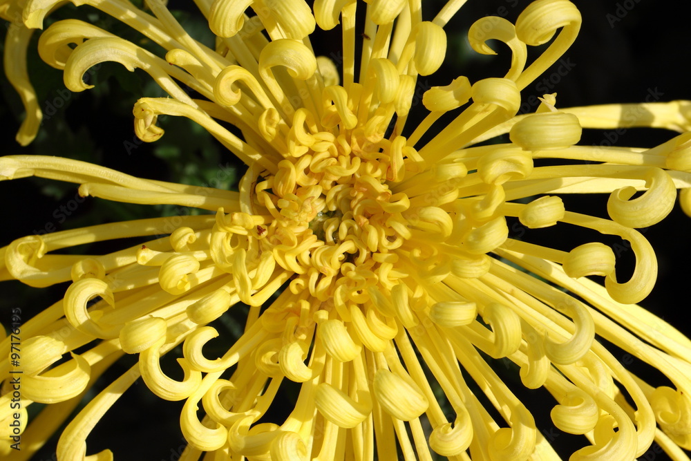 Chrysanthemum flowers/Chrysanthemum flowers in the garden Chrysanthemum flowers/Chrysanthemum flowers in the garden