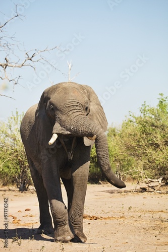 African elephants  Loxodon africana  in Chobe National Park  Botswana
