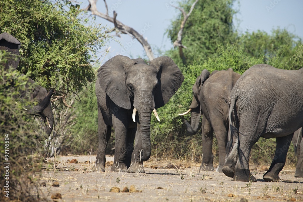 African elephants, Loxodon africana, in Chobe National Park, Botswana
