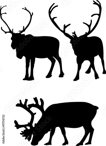 reindeer