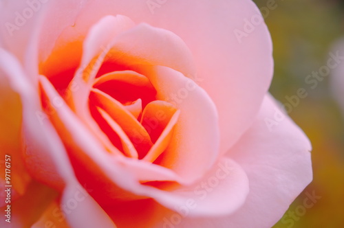 Foto アプリコット色の薔薇（クローズアップ）