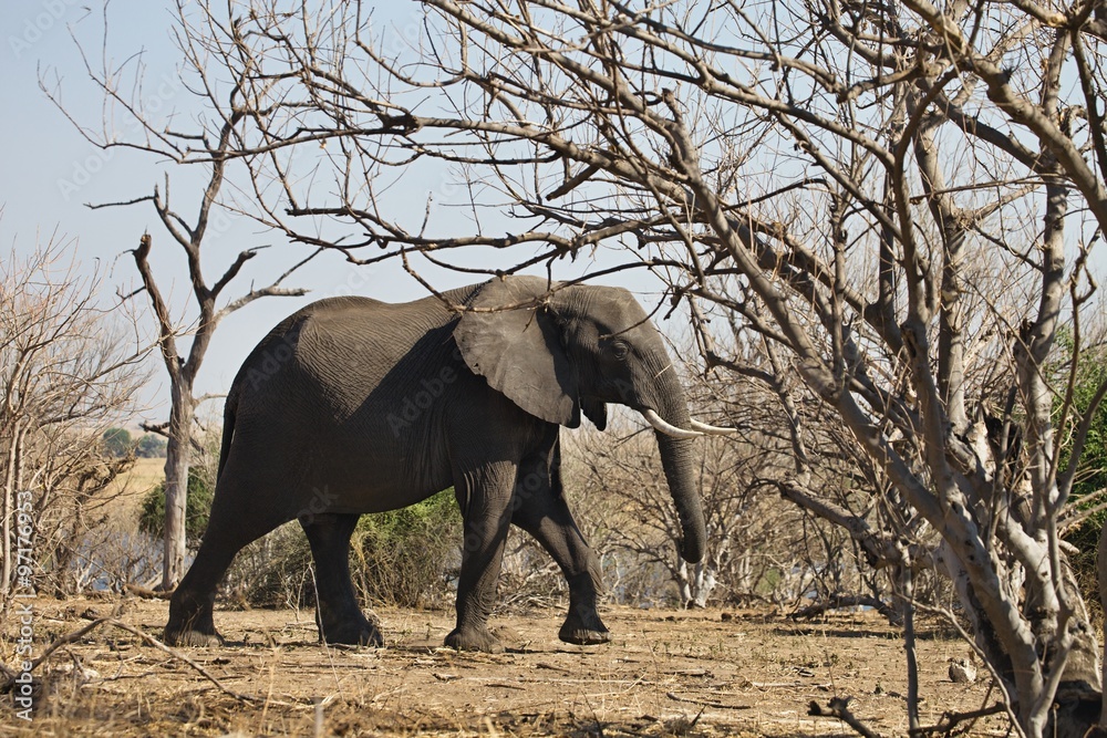 Obraz premium African elephants, Loxodon africana, in Chobe National Park, Botswana