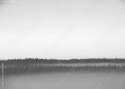 Forest scene with a fog. An image taken during cold morning. Fog is covered around the forest. Image in black and white.