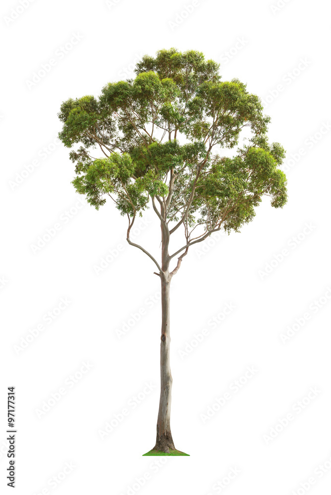 Naklejka premium Green eucalyptus tree