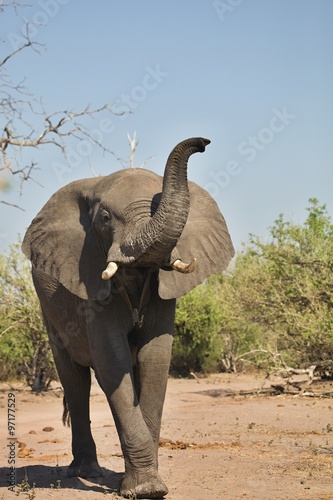 Photography African elephants, Loxodon africana, in Chobe National Park, Botswana