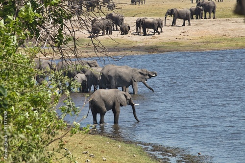 African elephants  Loxodon africana  in Chobe National Park  Botswana