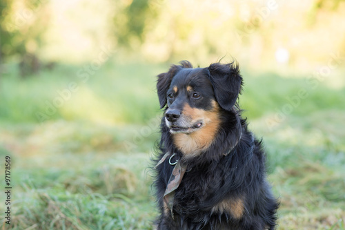 Dog that looks questionable aside