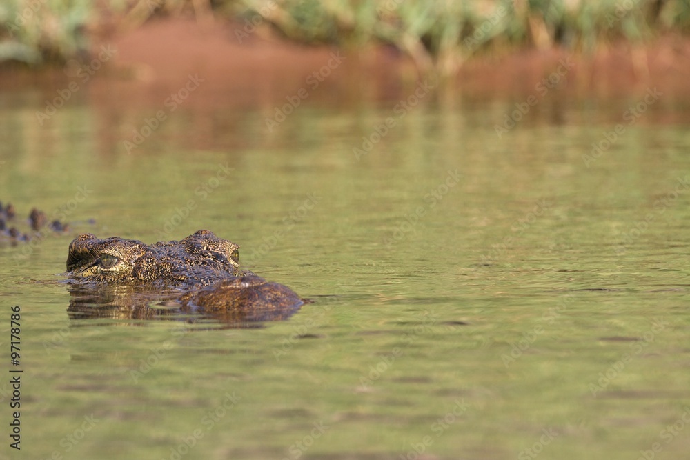 Nile Crocodile,Crocodylus niloticus, in Chobe National Park, Botswana Nile Crocodile,Crocodylus niloticus, in Chobe National Park, Botswana