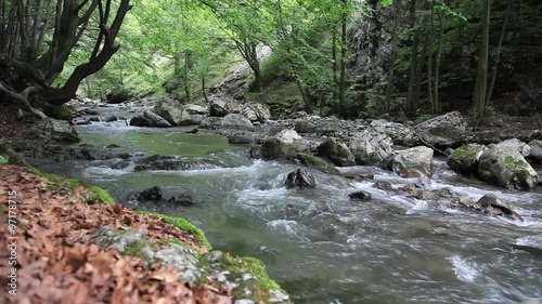 River flowing over the rocks in a beautiful forest. Location :Rametului Gorge, Romania photo