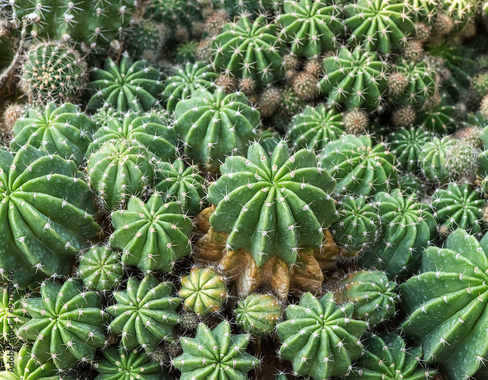 Obraz premium cactus close up
