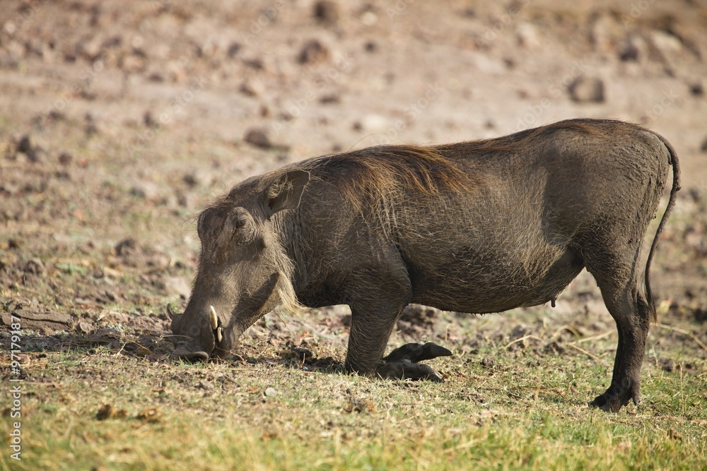grazing Desert Warthog, Phacochoerus aethiopicus,in Chobe National Park, Botswana grazing Desert Warthog, Phacochoerus aethiopicus,in Chobe National Park, Botswana
