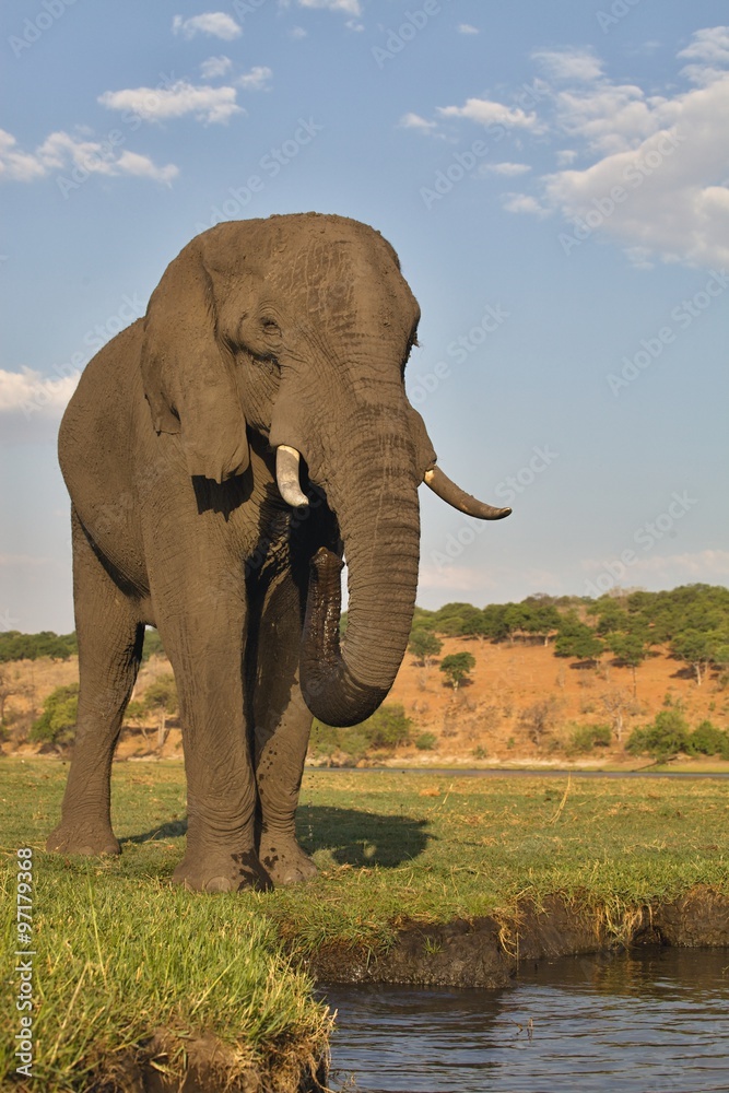 Naklejka premium drinking elephant Loxodonta africana, in Chobe National Park, Botswana