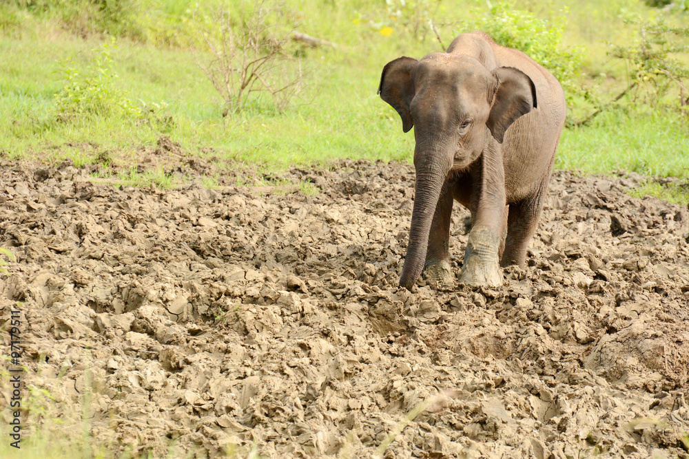 Fototapeta premium Young Sri Lankan elephant in the National park Uda Walawe, Sri Lanka. Asia.