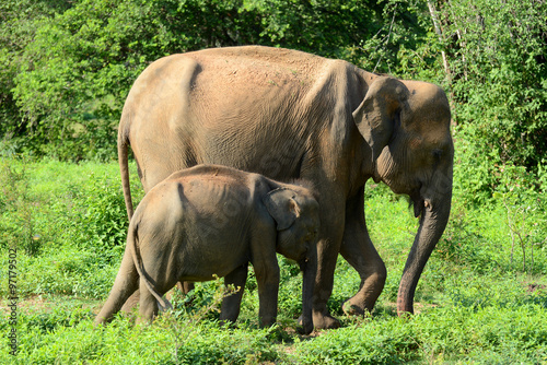 Canvas Print Young Sri Lankan elephant in the National park Uda Walawe, Sri Lanka