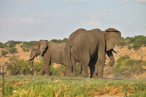  elephant Loxodonta africana   in Chobe National Park  Botswana