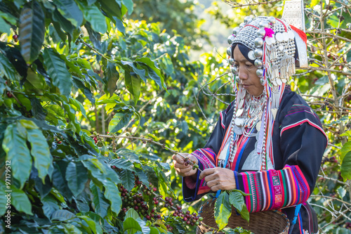 worker tribal dress were harvesting ripe coffee bean