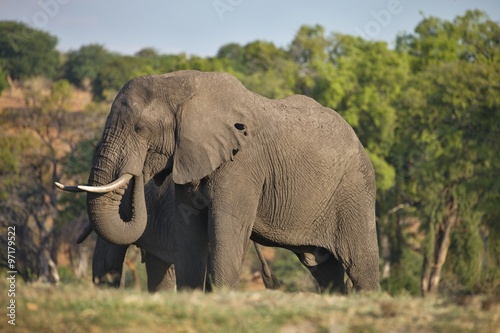 lone elephant Loxodonta africana   in Chobe National Park  Botswana