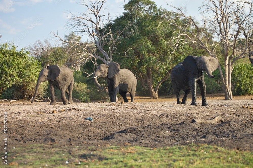 Fototapeta premium lone elephant Loxodonta africana, in Chobe National Park, Botswana