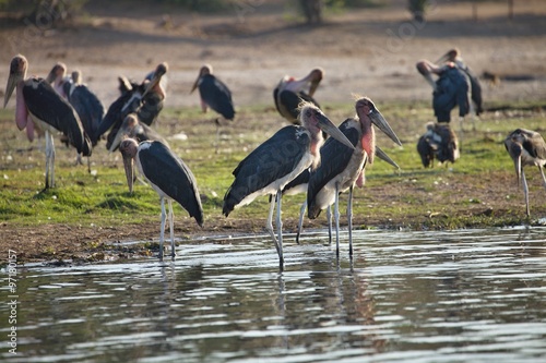 Canvas-taulu Greater adjutant, Leptoptilus crumeniferus, in Chobe National Park, Botswana