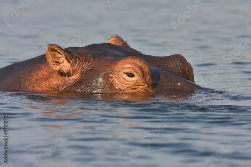 Hippopotamus, Hippopotamus amphibius, in Chobe National Park, Botswana