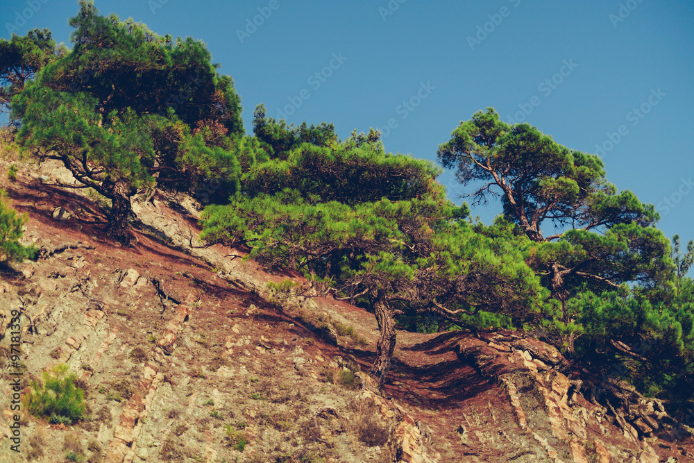 Pine trees on rocky soil