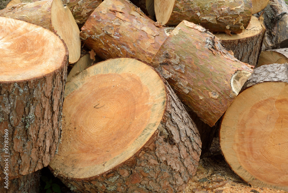 Heap of sawn pine logs