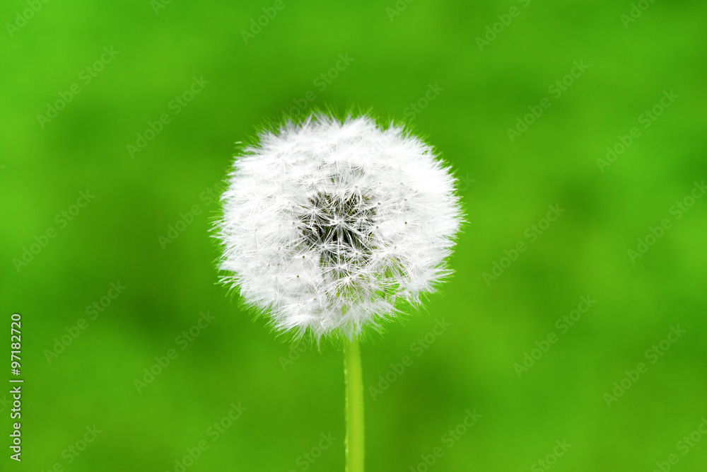 Dandelion on green bokeh