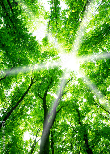 beautiful green forest