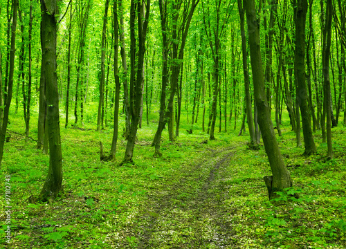 Green forest background