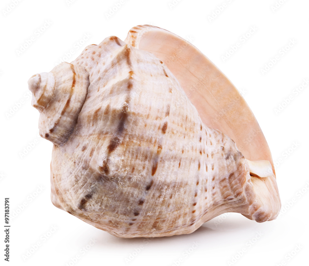 Sea shell isolated