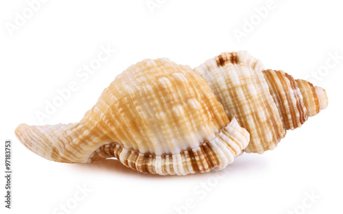 Sea shell isolated