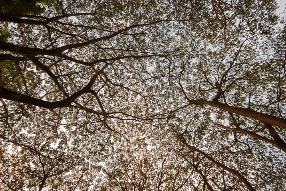 branch of Samanea saman, Big rain tree branch of Samanea saman, Big rain tree