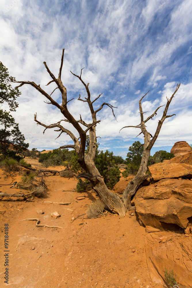 Dead tree on Devil's Garden Trail, Arches National Park