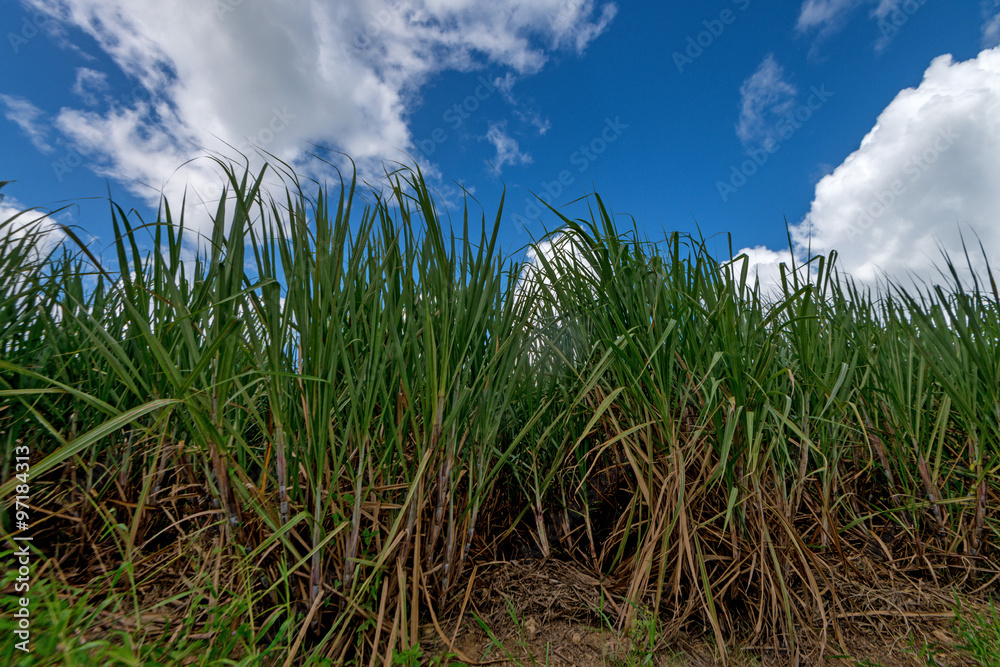 Plantation of sugar cane
