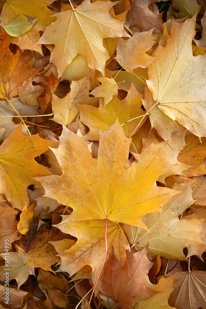 Blanket of fallen maple leaves