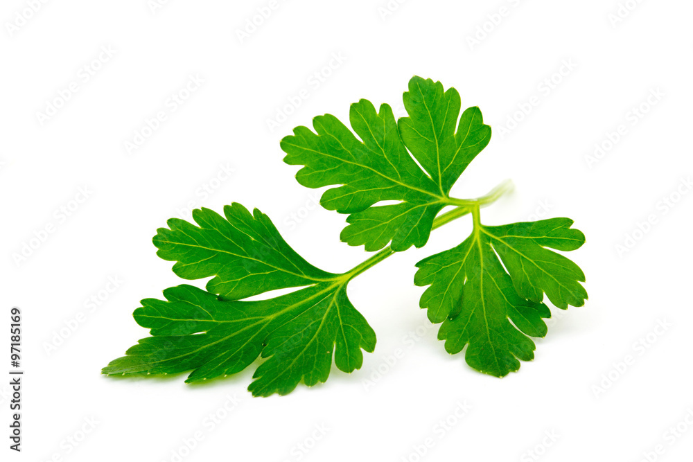 parsley isolated on white parsley isolated on white
