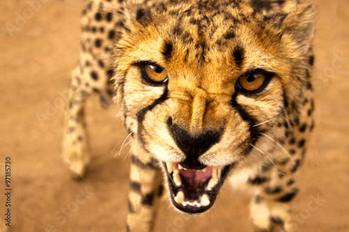 Cheetah/Guepard - Feulement/Roaring
